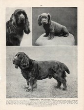 SUSSEX SPANIEL ORIGINAL VINTAGE 1930's DOG PRINT PAGE  NAMED DOGS AND PUPPY