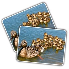 2x Vinyl Sticker Mallard Duck