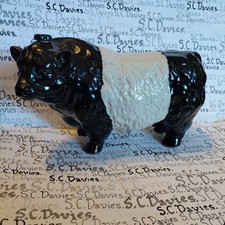 Rutherford belted galloway - rutherford,