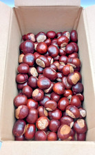 2KG/130ish Conkers Horse Chestnut Seeds Crafts Insect repellent PICKED Sept/Oct