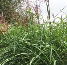 Miscanthus sinensis 'Zebrinus'
