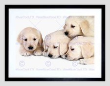 PUPPYS BABY GOLDEN RETRIEVER DOGS PET BLACK FRAMED ART PRINT PICTURE B12X8806