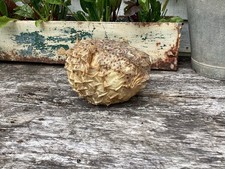 Vintage Taxidermy  Large