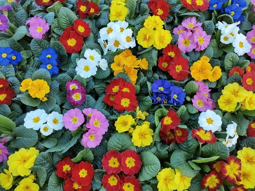 Flower primrose crown - flower,
