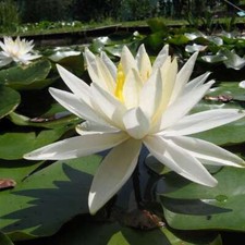 White Gladstoniana water lily