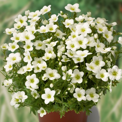 Saxifrage alpino white alpine - saxifrage,
