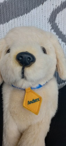Labrador retriever andrex - labrador,