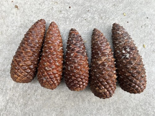 Giant pine cones - pine,