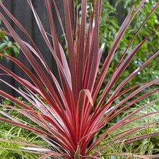 Cordyline Charlie Boy Cabbage