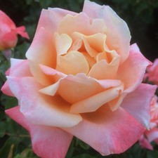 Wonderful Friend - 5.5lt