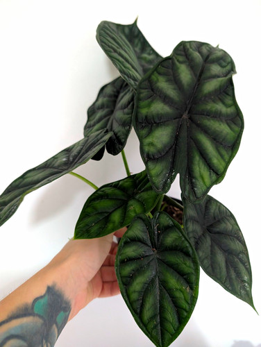 Alocasia dragon scale - alocasia,