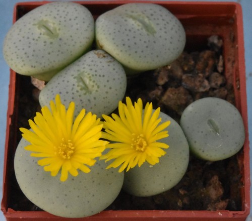 Conophytum flavum 1050 s - conophytum,