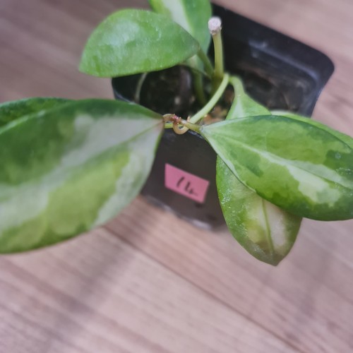 Rare hoya walliniana - rare,