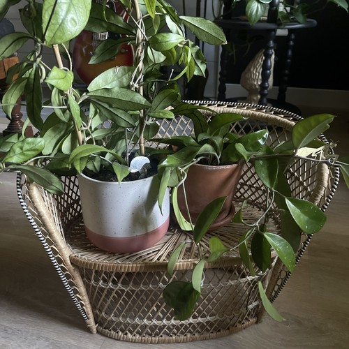 Vintage wicker rattan plant - vintage,