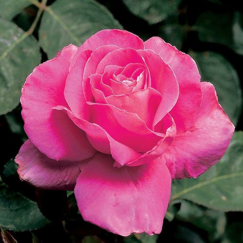 Pcs pink rose flower - pcs,