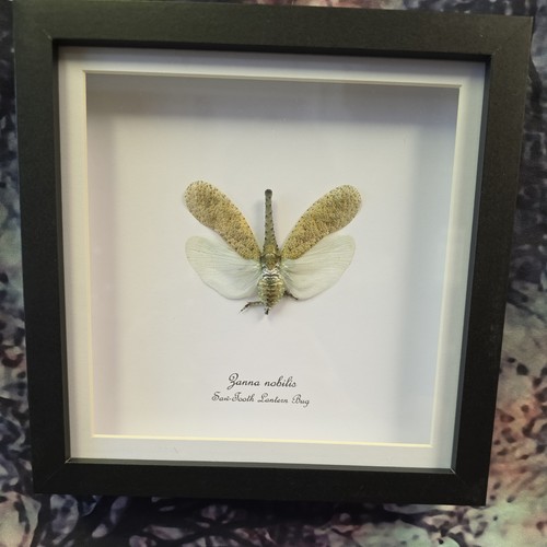 Saw tooth lantern bug zanna - lantern,