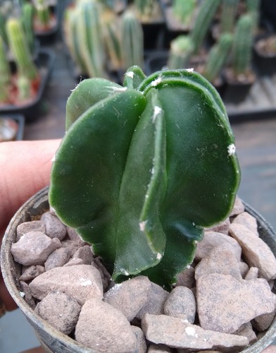 Cactus cutting - ,, roots)