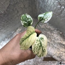 Monstera Kunzo White Monster