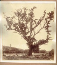 Mammoth plate albumen study of a tree. Rare v large 1880s albumen photograph