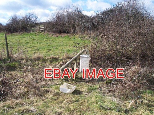 Photo pheasant feeder to - feeder,