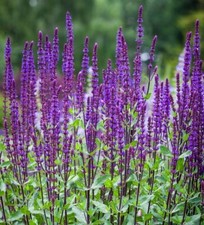 3X SALVIA NEMOROSA CARADONNA