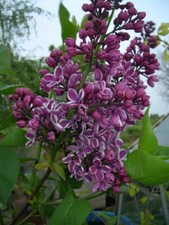 4-5ft Syringa LILAC SENSATION Shrub Tree 5L Pot Purple White Scented Flowers