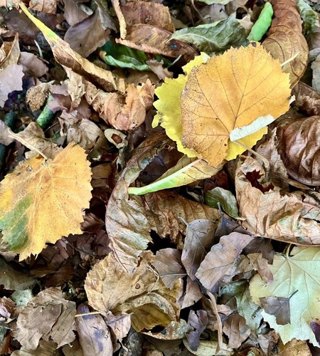 Bioactive leaf litter - leaf,