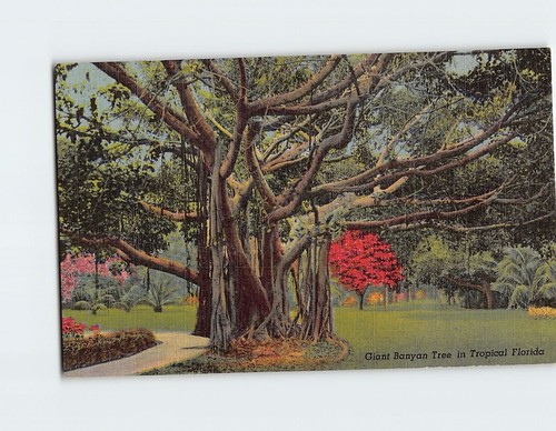 Postcard giant banyan - postcard, in