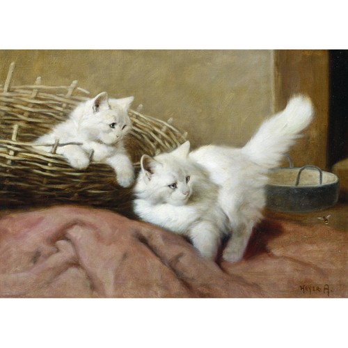 White persian kittens - with, a