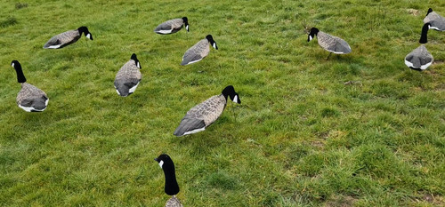 Goose decoys sillosock - decoys,