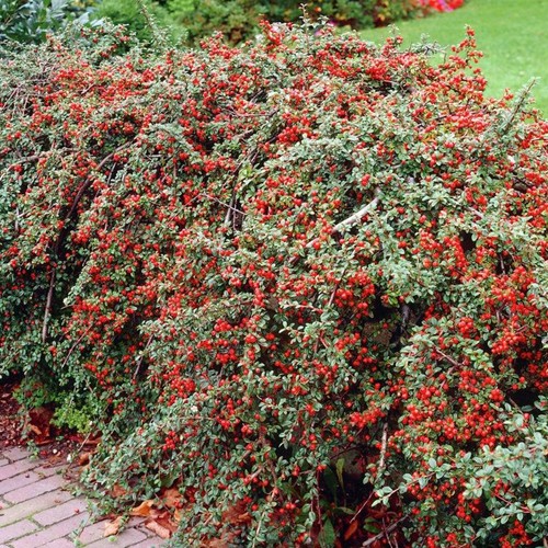 Cotoneaster horizontalis - cotoneaster,