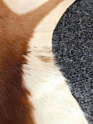 Natural brown white - brown, animal