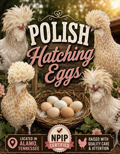 Polish hatching eggs - 🐣,