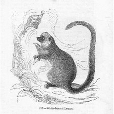 White Footed Lemur - Antique Print 1856