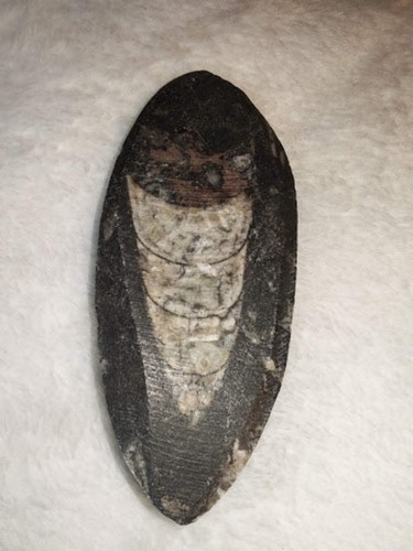 Polished orthoceras fossil - polished,