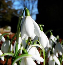 Snowdrop galanthus - snowdrop,