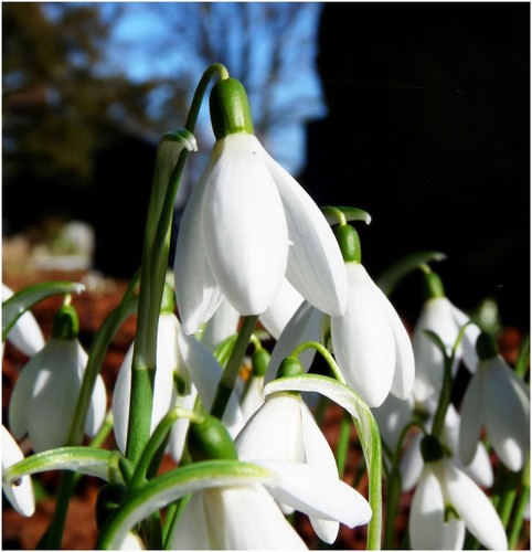 Snowdrop galanthus - 15,