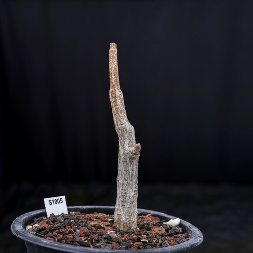 1pieces 2cm seedgrwoth - 1pieces,