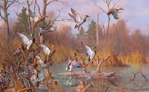 Harry curieux adamson - harry,