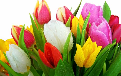Mixed tulips spring - 20, x