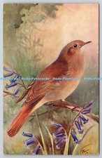 R773028 Nightingale Bird R S Series