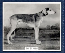 SALUKI - Original CHAMPION DOGS 1930's Photographic Cigarette Card