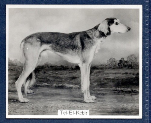 Saluki original champion - -,