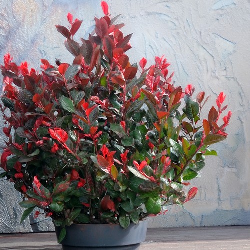 Photinia little red - photinia,