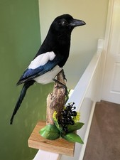 Taxidermy magpie this not - taxidermy,