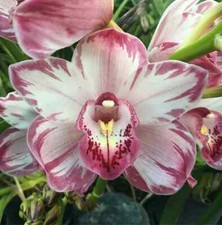 Cymbidium Wollar 'Strawberry