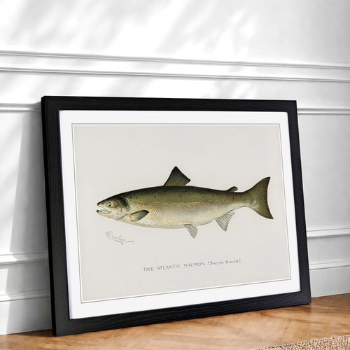Atlantic salmon vintage - salmon,
