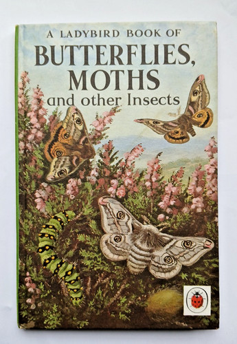 Ladybird butterflies moths - butterflies,