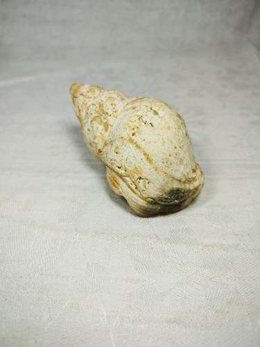 Large common whelk shell - large,