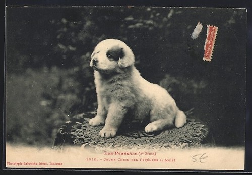 Young pyrenean mountain - young, dog